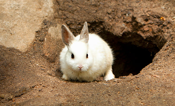 Rabbit Hole This Way Center For Children And Youth